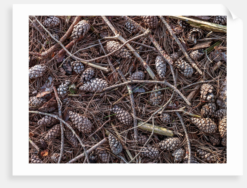 Pine cones and tree branches by Assaf Frank